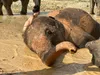 Half-Day Elephant Sanctuary in Krabi - Ethical Wildlife Experience gallery image 4