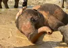 Half-Day Elephant Sanctuary in Krabi - Ethical Wildlife Experience gallery image 4