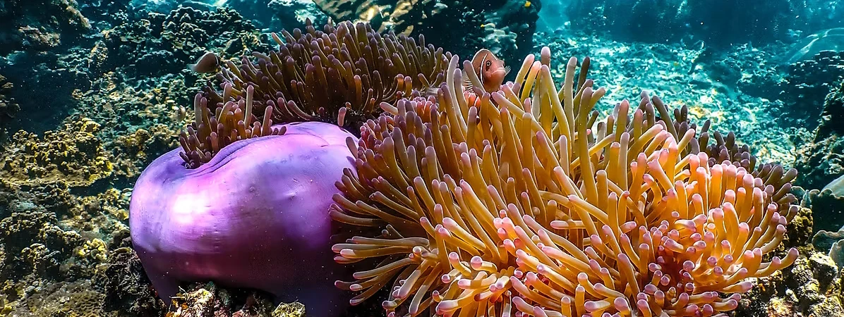 VIP Oxygen Snorkeling Tour