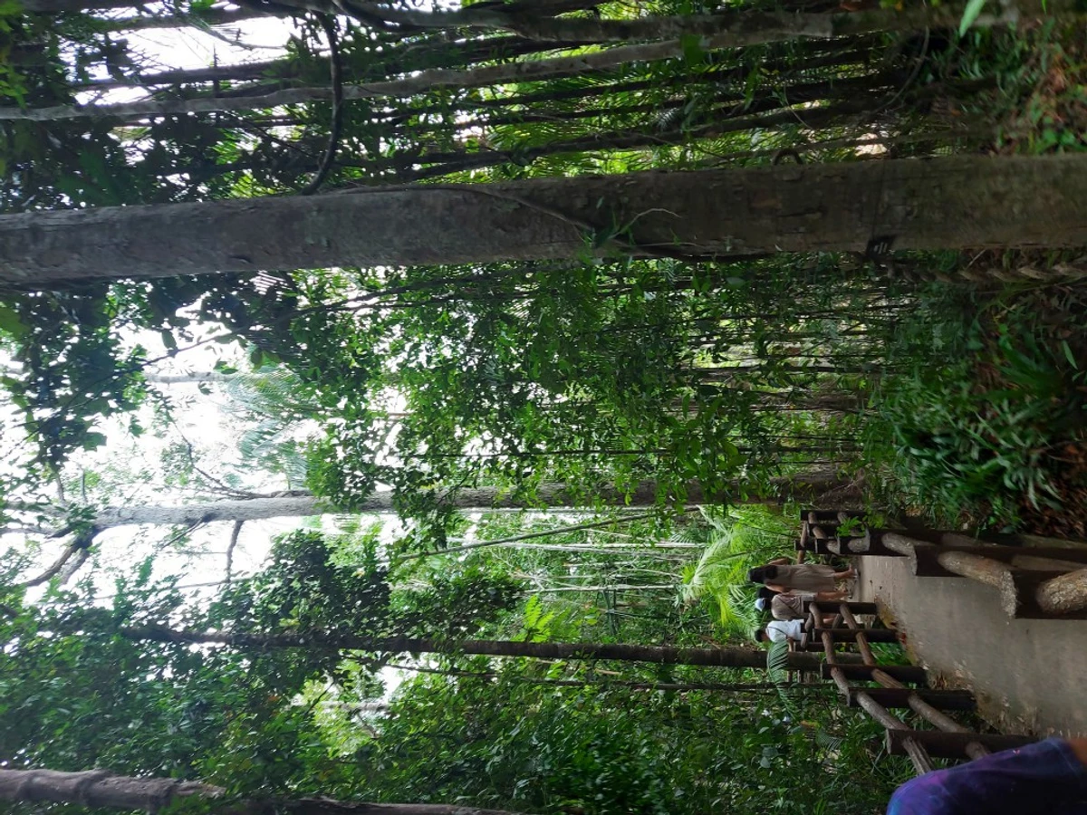 Jungle Tour: Hot Spring, Emerald Pool & Tiger Cave | Full Day Adventure