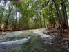 Jungle Tour: Hot Spring, Emerald Pool & Tiger Cave | Full Day Adventure gallery image 4