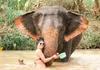 Half-Day Elephant Sanctuary in Krabi - Ethical Wildlife Experience gallery image 8