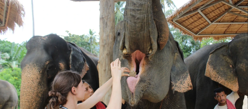 Half-Day Elephant Sanctuary in Krabi - Ethical Wildlife Experience