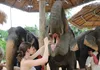 Half-Day Elephant Sanctuary in Krabi - Ethical Wildlife Experience gallery image 6